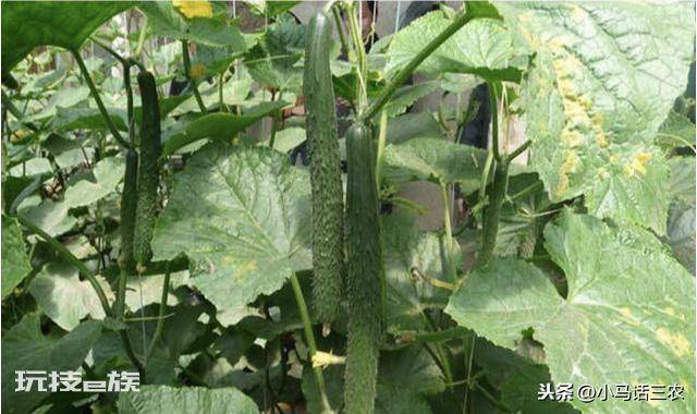 黄瓜只开花不结果怎么回事(造成生长期间只开花不结果原因)-图片5